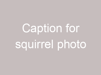 Caption for squirrel photo